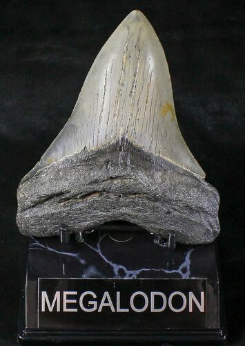 Megalodon Tooth - North Carolina #20802